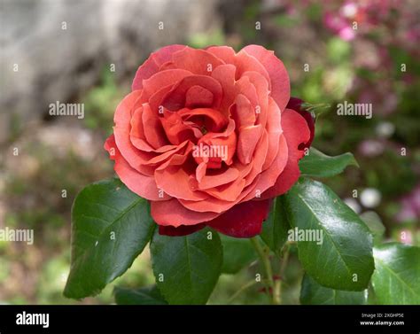 Rosa Hot Cocoa Stock Photo Alamy