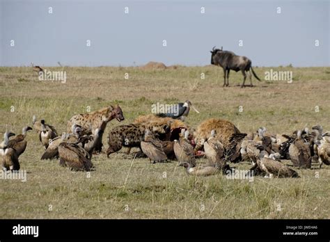 Carrion feeding birds hi-res stock photography and images - Alamy