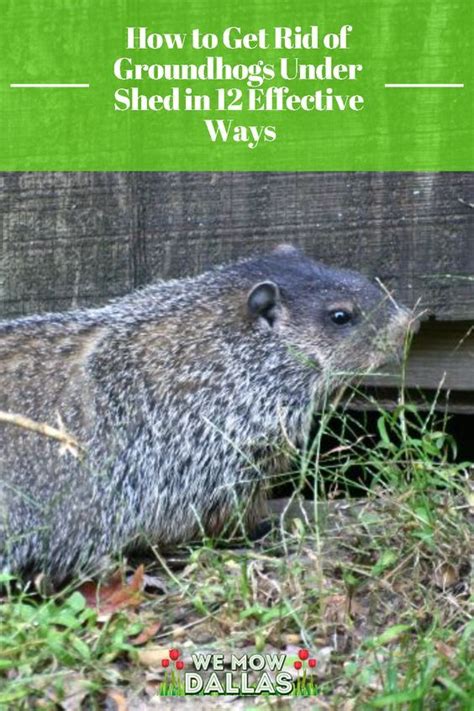 Get rid of groundhogs in garden and yard – Artofit