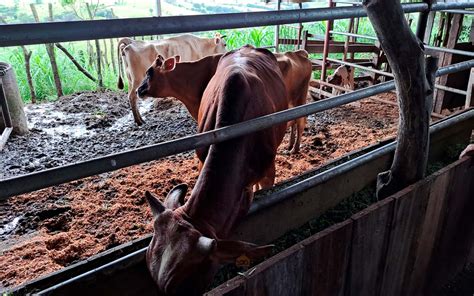 Productores lecheros del asentamiento La Poma en Tilarán estrenan