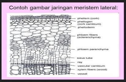 Gambar Jaringan Meristematik Gambar Jaringan Meristematik Pada Hewan