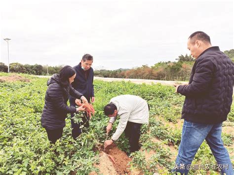 農技人員下田支招冬種生產 每日頭條