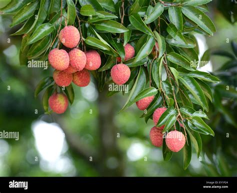 Lichi In The Tree Hi Res Stock Photography And Images Alamy