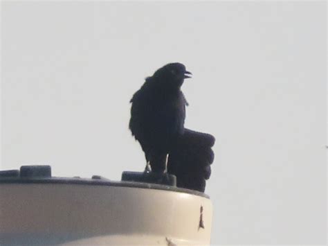 Great Tailed Grackle From Bosques De Aragon Cdad Nezahualc Yotl M X