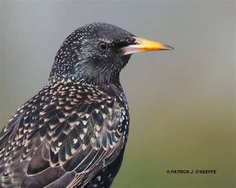 Raw Birds: EUROPEAN STARLING or COMMON STARLING (Sturnus vulgaris ...