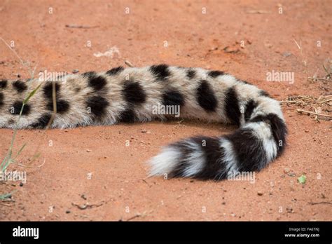 Cheetah Tail