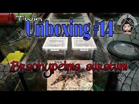 Unboxing Two Brachypelma Auratum Mexican Flame Knee Tarantula Slings