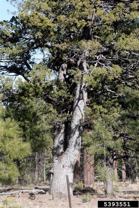 Alligator Juniper Juniperus Deppeana