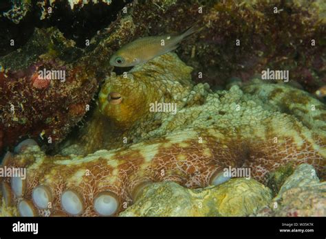 Common Octopus Octopus Vulgaris On Coral Reef Stock Photo Alamy