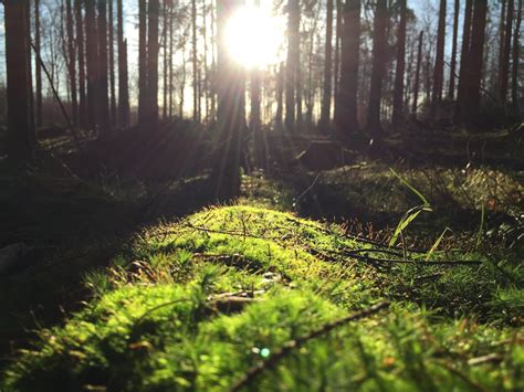 Forest 4 Best Free Forest Outdoor Tree And Sun Photos On Unsplash
