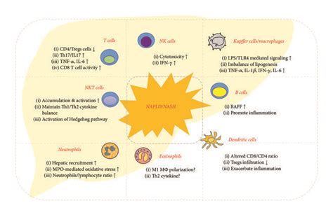 Functional Properties Of Both Innate And Adaptive Immune Cells In The