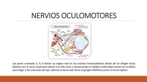 Morfofisiologia Del Sistema Nervioso Central Ppt