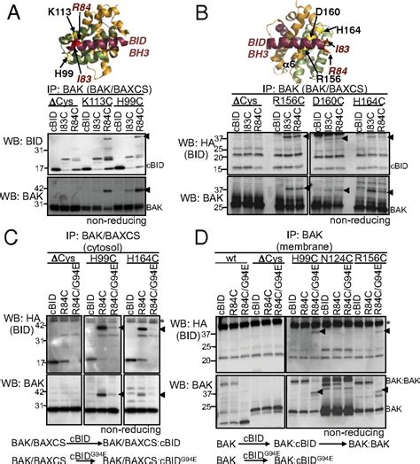 Bak Permits Activation By Bh Only Proteins And Homooligomerization