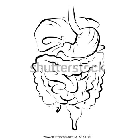 Sketch Illustration Digestive System Organ Stock Vector Royalty Free