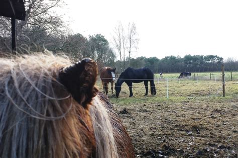 Zo Kan Je Paard Ook In De Winter Op De Wei Natuurlijk Paarden