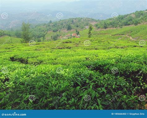 Beautiful Tea Plantation In Wayanad Meppadi Stock Photo Image Of