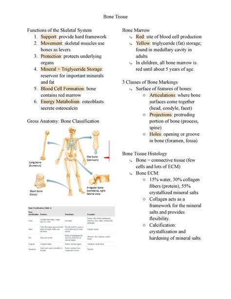 Bone Tissue Anatomy Functions Of The Skeletal System 1 Support