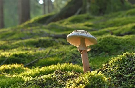 Common Mushrooms In Alabama Edible Poisonous Star Mushroom Farms