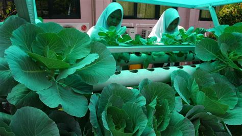 Contoh Modul P5 Asyiknya Berkebun Sayur Fase B Dan Tahapannya