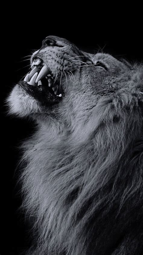 [100+] Lion Iphone Wallpapers | Wallpapers.com