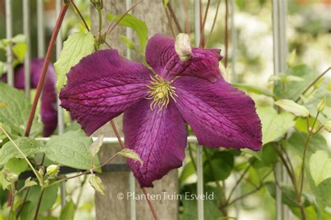 Clematis ‘zojapur Jackmanii Purpurea Plantentuin Esveld