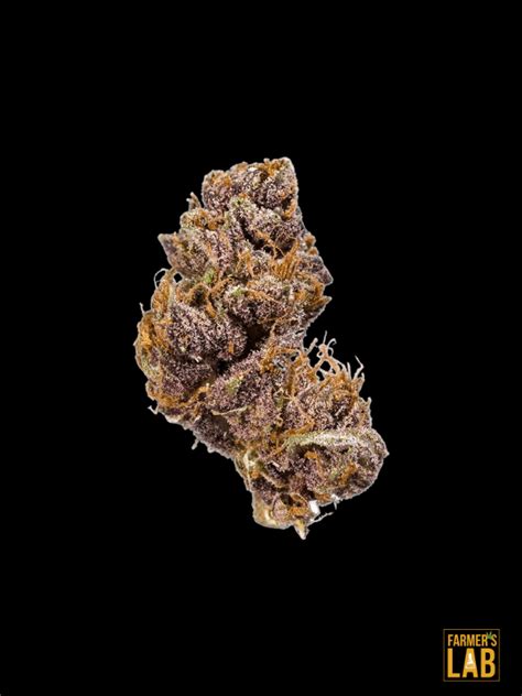 Buy Black Domina Feminized Seeds