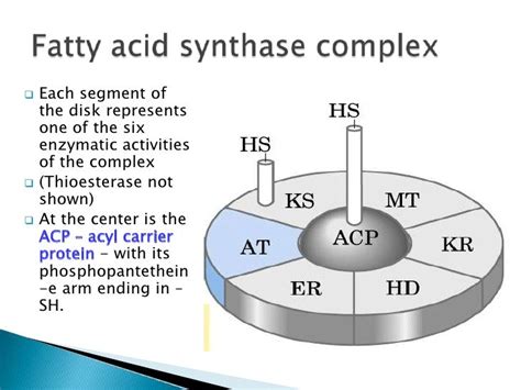 Fatty Acid Synthesis