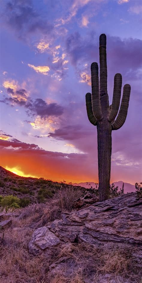 Sunset in Saguaro National Park Arizona - Photorator