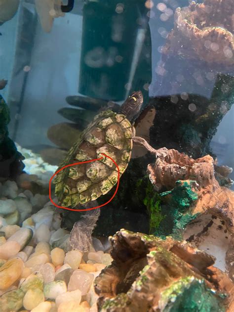 Help! turtles fighting (more in comments) : r/turtles