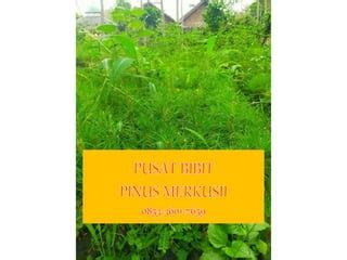 0853-3601-7659, PEMBIBITAN BIBIT POHON PINUS MERKUSII SUPER MALANG | PPTX
