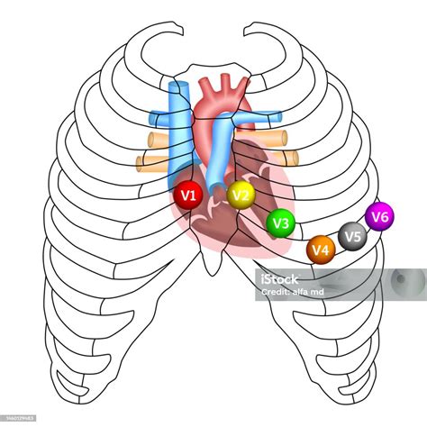 Position Of Ecg Chest Leads Stock Illustration - Download Image Now ...