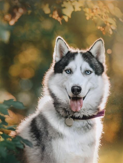 Total Images Raza De Perro Lobo Siberiano Viaterra Mx