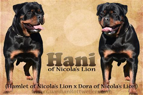 Hani Of Nicolas Lion Guardian Rottweilers