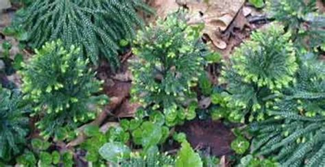 3 Tree Clubmoss Princess Pine Ground Pine Club Moss Low Etsy