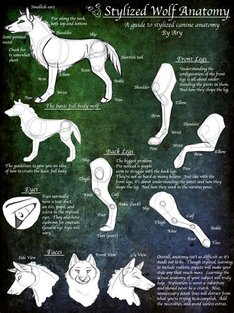 Stylized Wolf Anatomy Guide By Desertfox On Deviantart