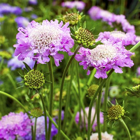 Duifkruid Pink Mist Bestellen Biologische Tuinplanten Sprinklr