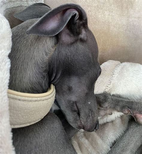 Italian Greyhound Colors: An Overview with the Cutest Photos