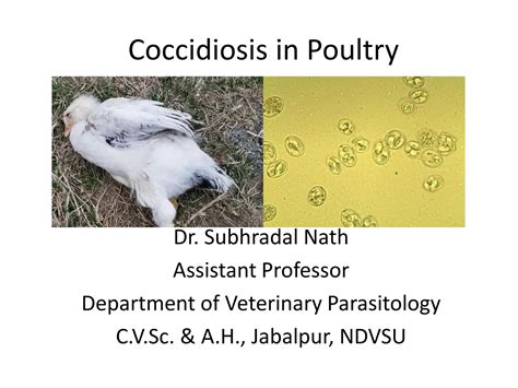 Coccidiosis In Poultry Pptpdfcoccidiosis In Poultry Ccidiosis In Poultry Ppt