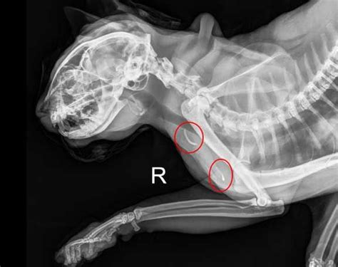 Learn How to Read a Cat X-ray | Long Beach Animal Hospital | Thoracic ...