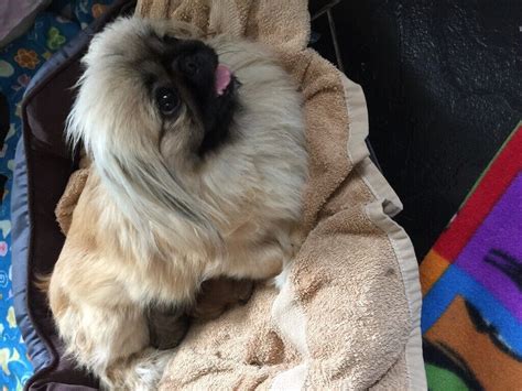 Pekingese Puppys In Newcastle Tyne And Wear Gumtree