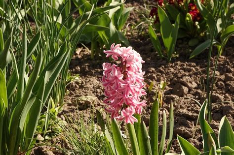 Premium Photo | Pink hyacinth in the spring garden