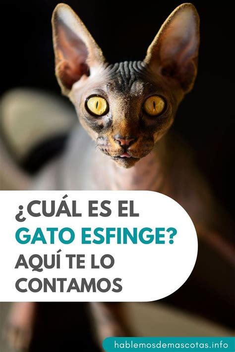 El Gato Esfinge Es Una Raza Originaria De Canad Que Destaca Por Su