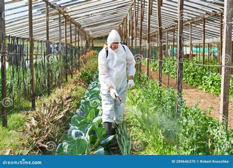 Farmer Spraying Fertilizer On Crops In Organic Farm Stock Photo Image