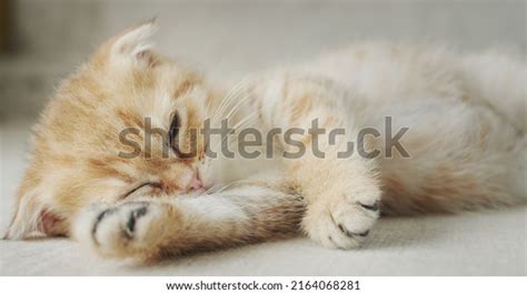 1,110 Cat Under Sofa Images, Stock Photos & Vectors | Shutterstock