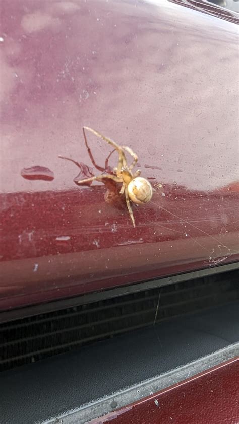 Saved this little fella while cleaning car. ID please. UK. : r/arachnids