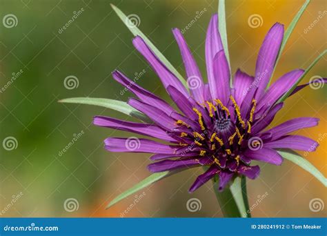 Common Salsify Tragopogon Porrifolius Flower Stock Photo Image Of