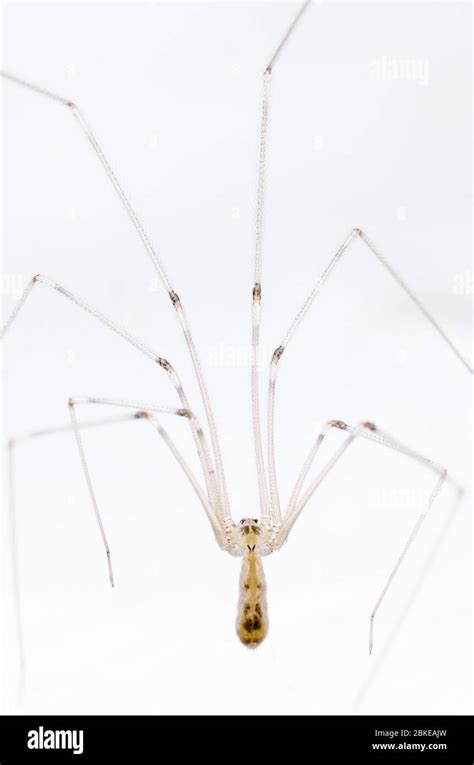 Pholcidae Pholcus Phalangioides Macro De Ara A De Bodega Ara A De