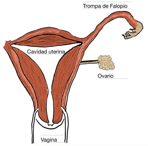 El Embarazo Extrauterino O Tambi N Conocido Como Ect Pico Puede Tener