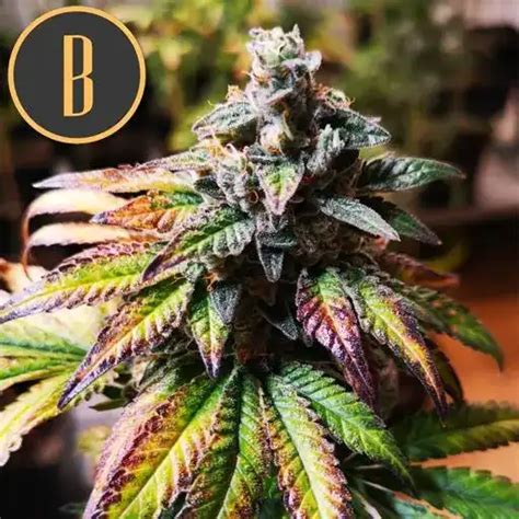 Gorilla Glue Autoflower Thc Buy Auto Weed Seeds