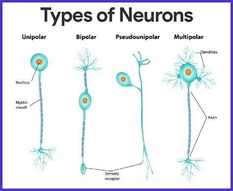 Neuron Types And Functions